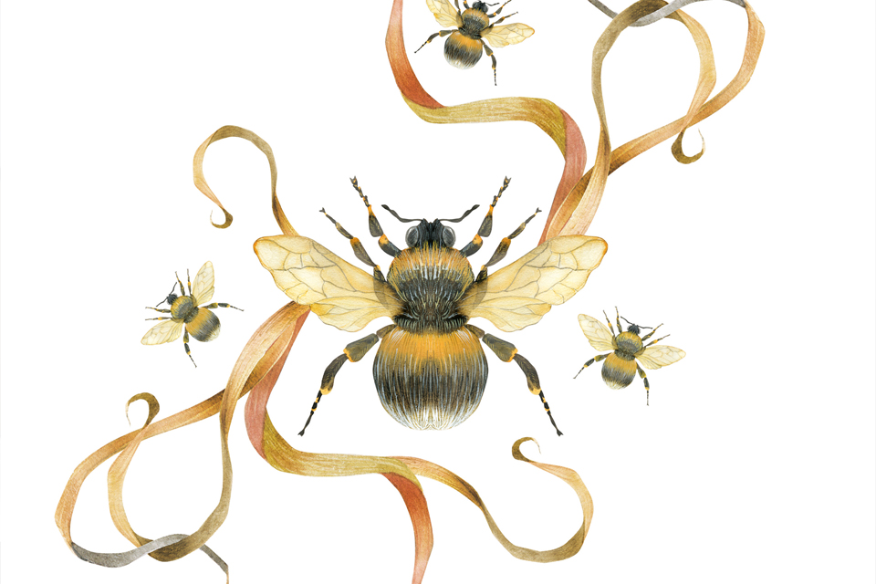 The buzz on bees: the importance of bees