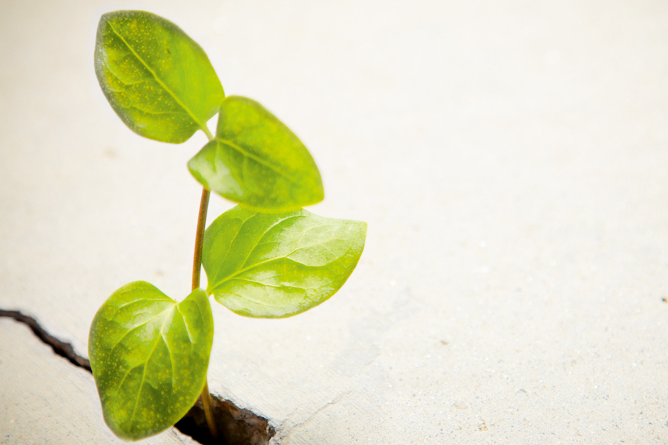 Leaning into resilience