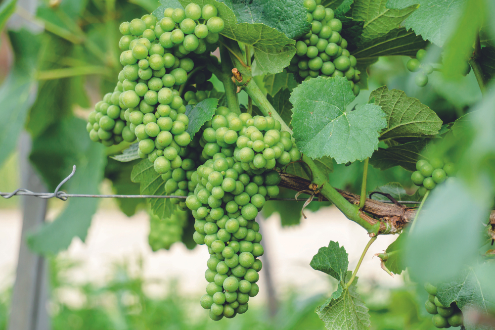 Grapes on a vine in a vineyard