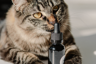 cat natural medicine cbd for pets