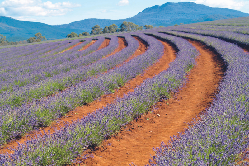 best flower farms australia