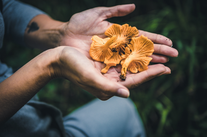 handful of mushrooms