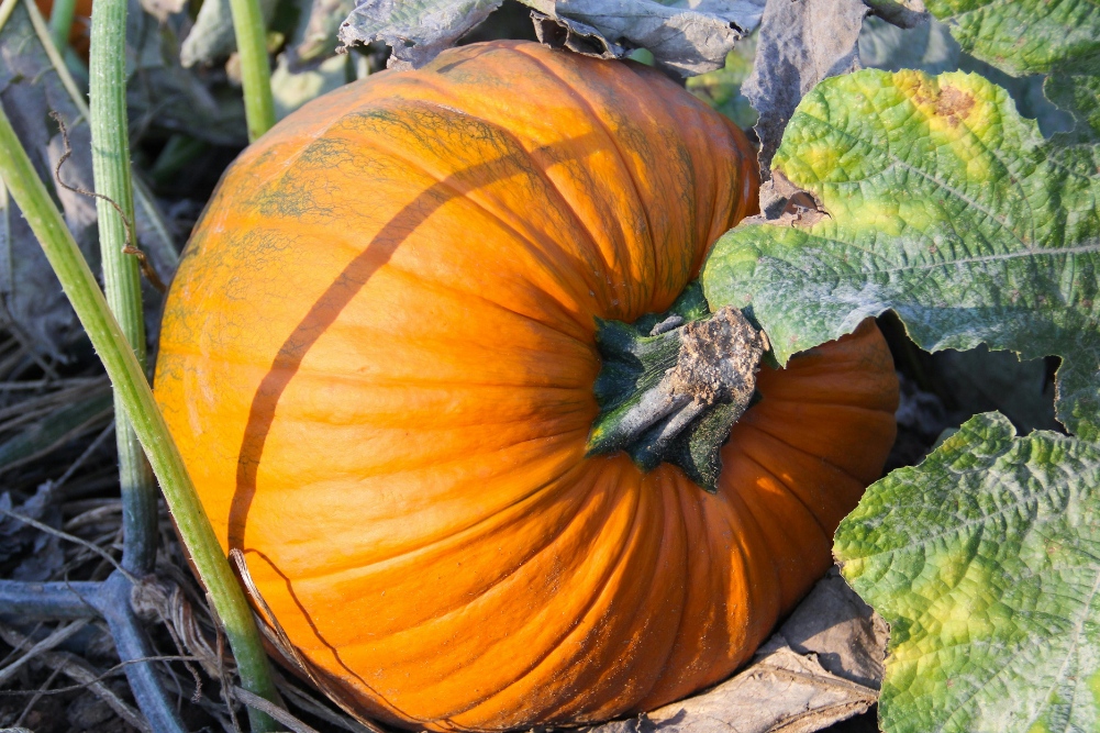 Autumn Crops