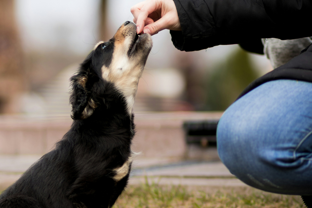 Herbs for cats and dogs