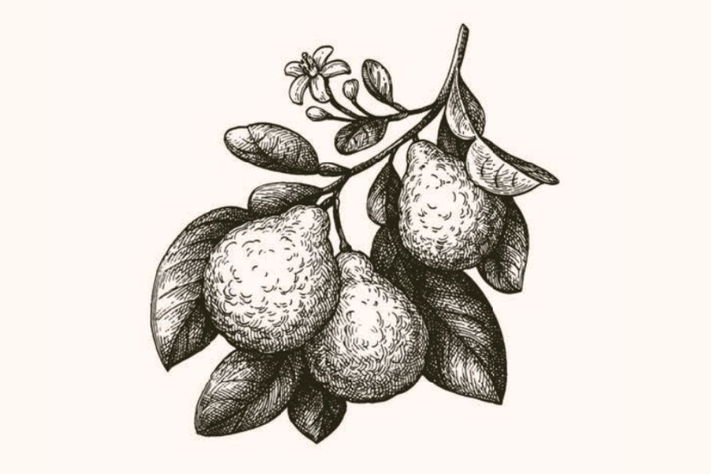 Bergamont