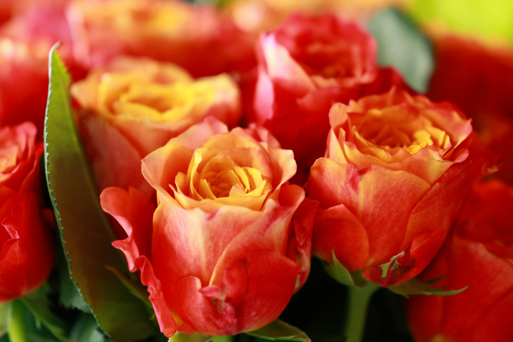 rose oil