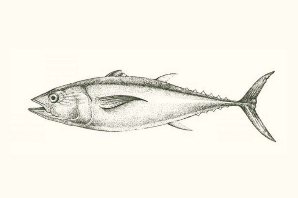 Healing Food - Fish