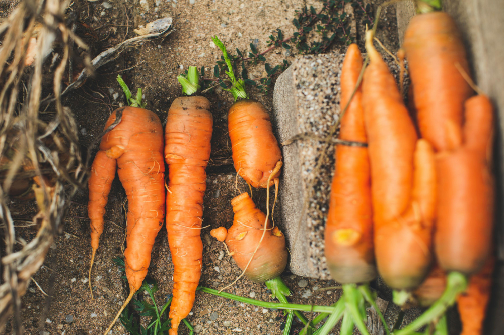 Carrot Waste Protein