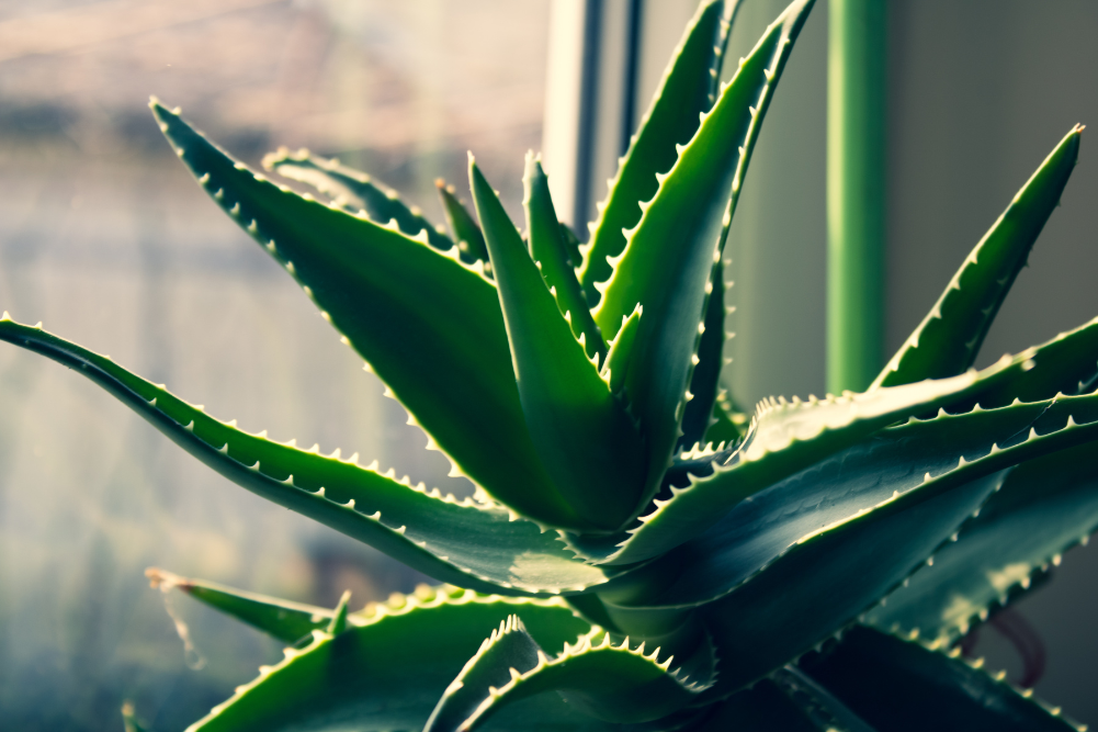 Aloe Vera as a Supplement