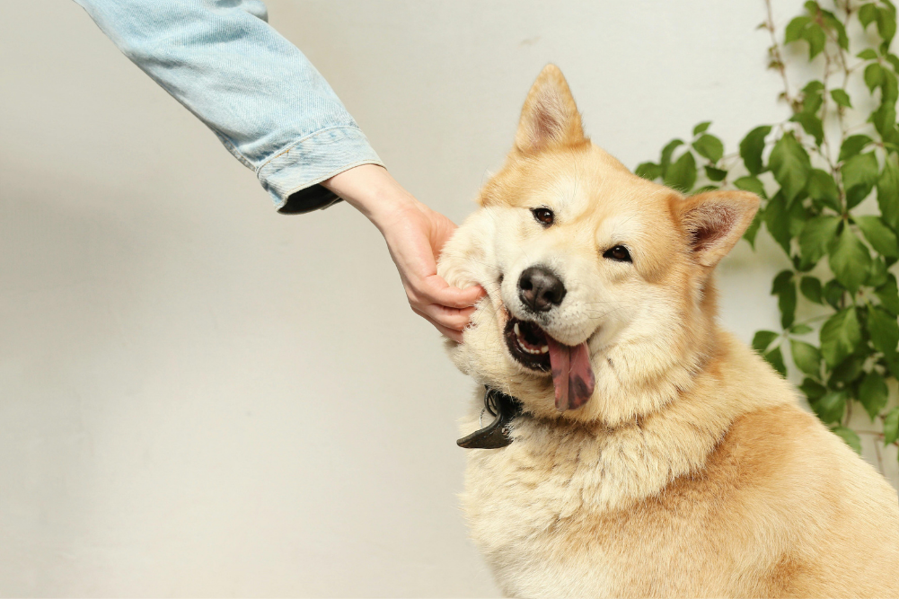 oxygen therapy for pets