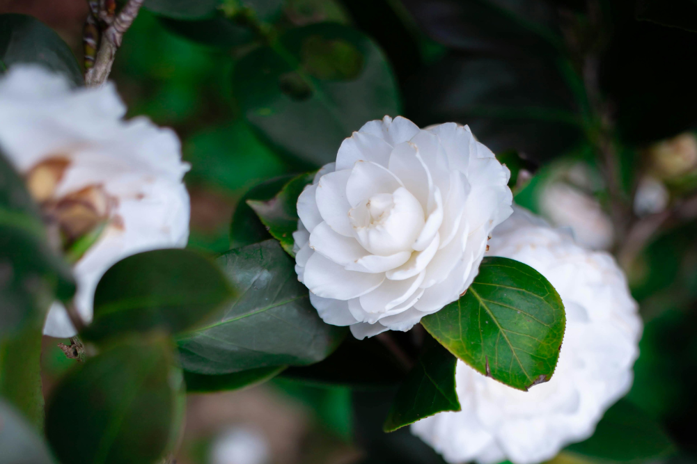 Camellias