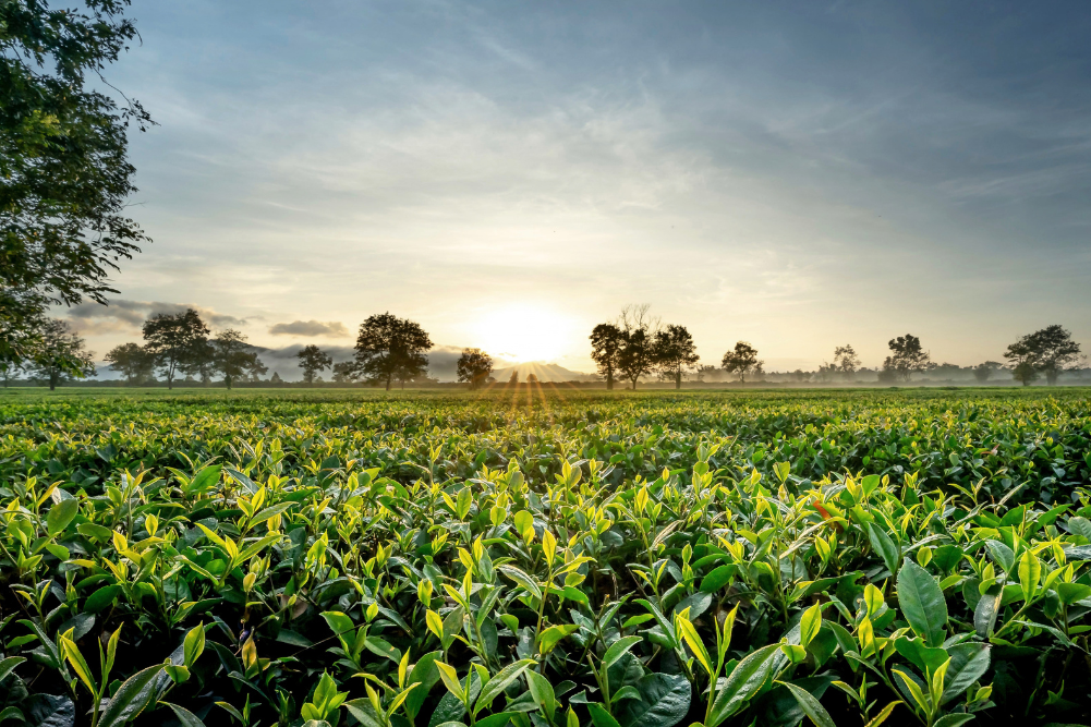 Organic