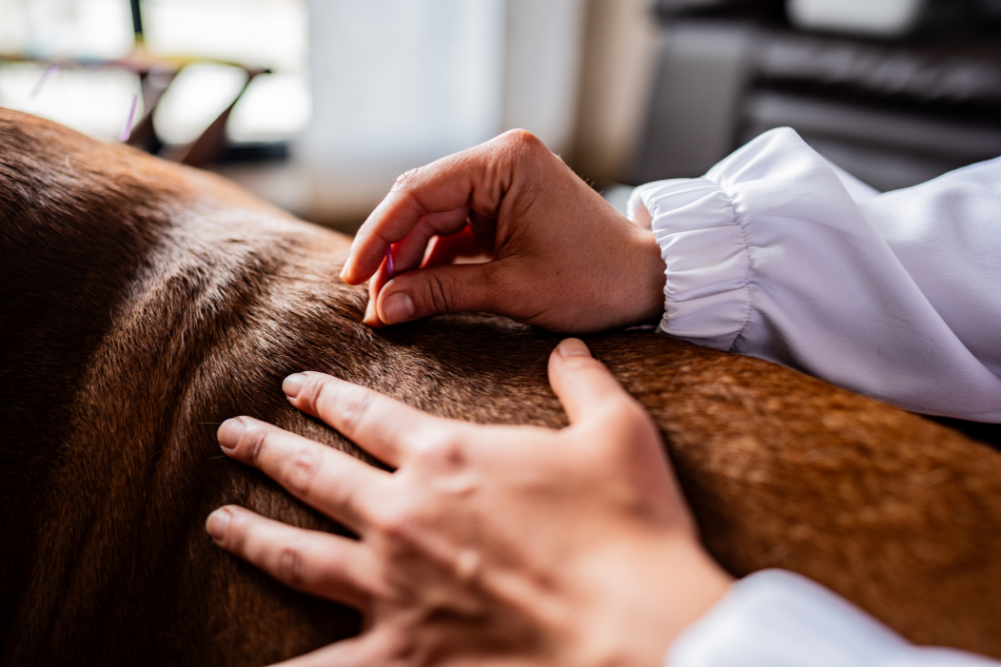 Pet Care